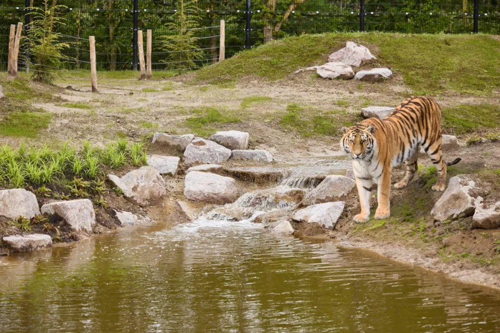 eindhoven zoo eindhoven zoo